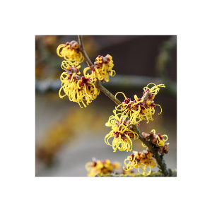 Hamamelis